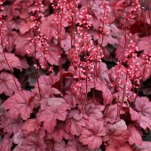 Гейхера Heuchera Grape Soda